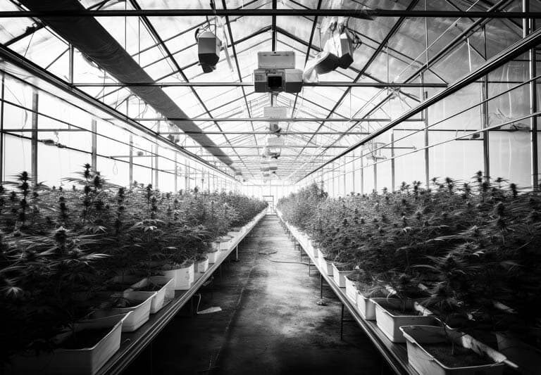 Marijuana growing facility.