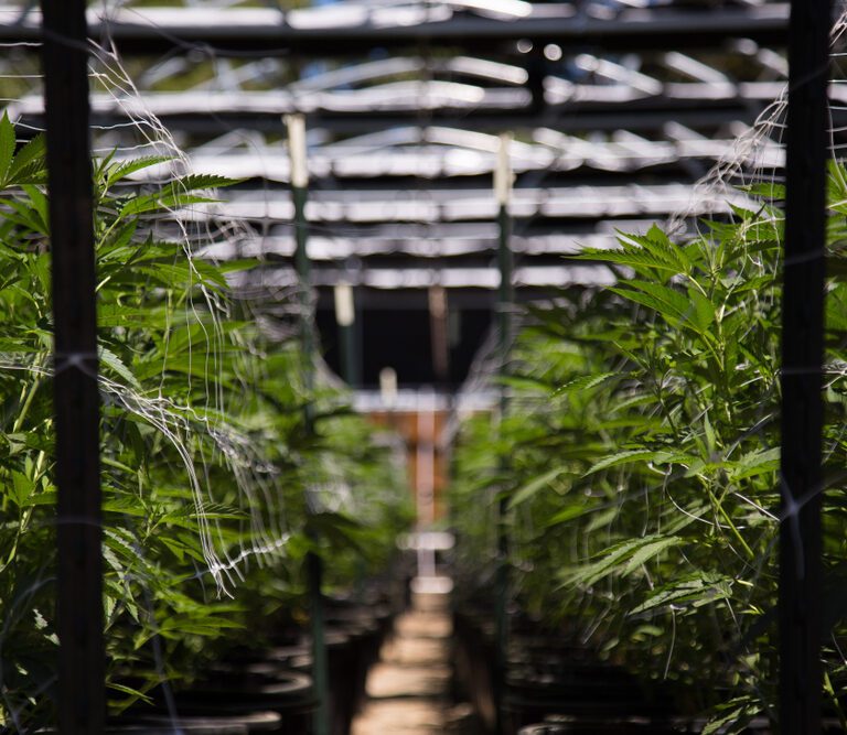 Close up of cannabis cultivation greenhouse with material sourcing.