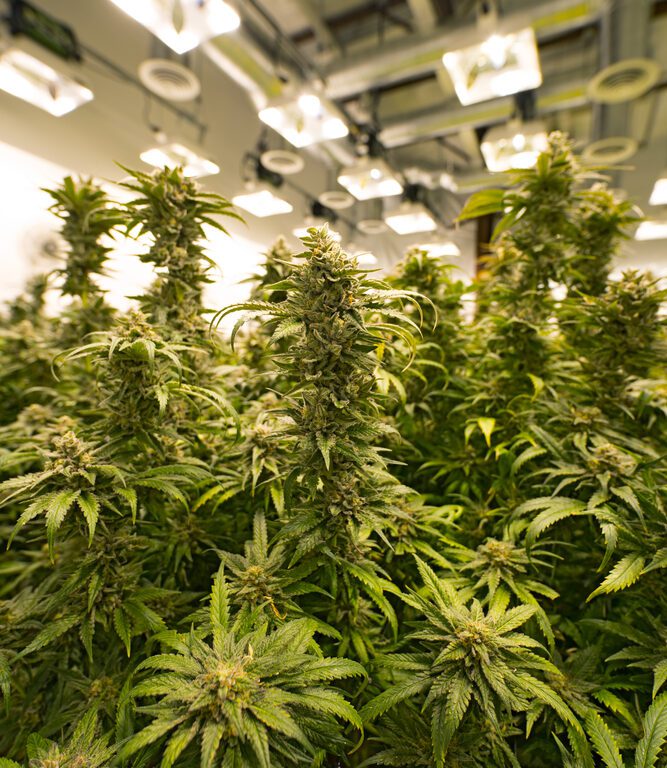 Indoor marijuana garden with high-quality lighting and equipment